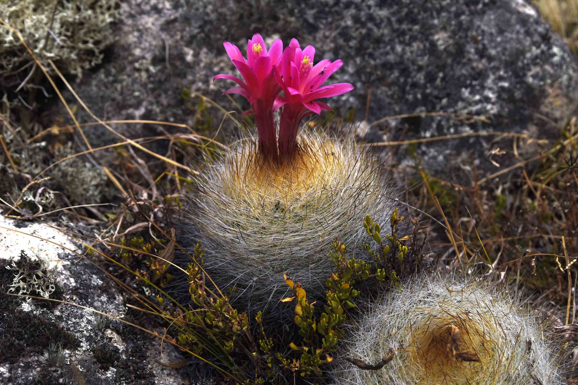 Akira Inoue - nandi peru ワラス トレッキング ブランカ山群 サンタ・クルス ペルー